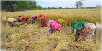 Read more about - প্রতিবেশী দেশগুলির কাছে গম রপ্তানি অব্যাহত রাখবে ভারত সরকার