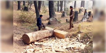 Read more about - Damodar River Forest | দামোদরের চর থেকে গাছ কেটে পাচার! 'ব্যবস্থা নেব' জানালেন দুর্গাপুরের ডিএফও