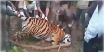 Read more about - চোরাশিকারিদের তারের ফাঁদে আটকে মধ্যপ্রদেশের কানহায় বাঘিনির মৃত্যু       