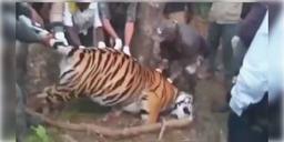 Read more about - চোরাশিকারিদের তারের ফাঁদে আটকে মধ্যপ্রদেশের কানহায় বাঘিনির মৃত্যু       