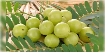 Read more about - Health Benefits of Amla | শরীরের রোগ ব্যাধি নিরাময় থেকে শুরু করে ত্বক, চুল ভালো রাখে আমলকি!
