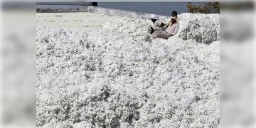 Read more about - India-Bangladesh Trade | চিনকে ছাপিয়ে যাবে বাংলাদেশ, তুলো আমদানিতে সাহায্য করবে ভারত!