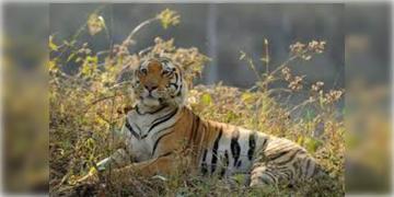 Read more about - Sundarbans Tiger | ভোররাতে ছাগলের টোপের ফাঁদে মৈপীঠের রয়্যাল বেঙ্গল টাইগার, স্বস্তিতে এলাকাবাসী