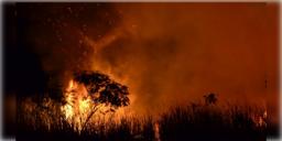 Read more about - India Wildfire । লস অ্যাঞ্জলেসকে হার মানাচ্ছে হিমাচল, গত কয়েক দশকে ভারতে বেড়েছে দাবানল