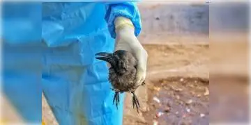 Read more about -  কানপুর চিড়িয়াখানায় বার্ড ফ্লু সংক্রমণ! জেলা প্রশাসনের হাই অ্যালার্টে পক্ষী নিধনের নির্দেশ