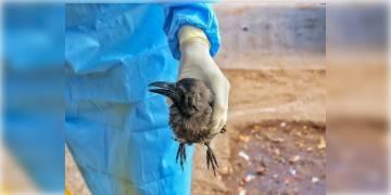 Read more about -  কানপুর চিড়িয়াখানায় বার্ড ফ্লু সংক্রমণ! জেলা প্রশাসনের হাই অ্যালার্টে পক্ষী নিধনের নির্দেশ