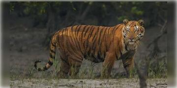 Read more about - সুন্দরবনে কাঁকড়া ধরতে গিয়ে মহাবিপদের সম্মুখীন, বাঘের কোপে মৎস্যজীবী