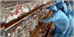 Read more about - Bird Flu | শীত বাড়তেই দেশে বাড়ছে বার্ড ফ্লু সংক্রমণ, একাধিক রাজ্যে জারি সতর্কতা!