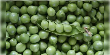 Read more about - উপাদেয় ও উপযোগী মটরশুঁটি, মটরশুঁটির বিভিন্ন উপকারিতা | Health Benefits of Peas explained in Bangla