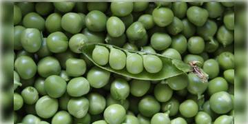 Read more about - উপাদেয় ও উপযোগী মটরশুঁটি, মটরশুঁটির বিভিন্ন উপকারিতা | Health Benefits of Peas explained in Bangla