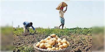 Read more about - Potato Traders Strike | পুলিশ ও প্রশাসনের দ্বারা হয়রানির শিকারের অভিযোগ তুলে ফের কর্মবিরতির ঘোষণা করল আলু ব্যবসায়ী সমিতি