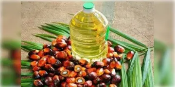 Read more about - পাম তেল রপ্তানির ক্ষেত্রে নিষেধাজ্ঞা তুলে নিল ইন্দোনেশিয়া