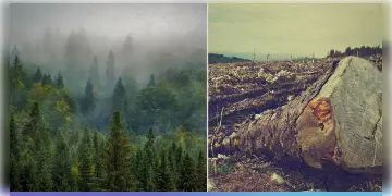 Read more about - Global Forest Watch । দেশে কমছে 'সবুজ'! ২৩ বছরে ২৩ লক্ষ হেক্টরের বেশি বনভূমি হারিয়েছে ভারত!