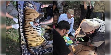 Read more about - Buxa Forest | বক্সায় ছাড়া হল বাঘিনী, বিশ্বমানের পর্যটন কেন্দ্রের ঘোষণা শুভেন্দুর!
