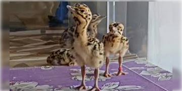 Read more about - Great Indian Bustard | বিরল প্রজাতির পাখির নাম দেওয়া হলো ‘সিঁদুর’-‘সোফিয়া’ এবং ‘ব্যোম’!