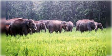 Read more about - Dooars Elephant । হাতির দলের তান্ডবে চা বাগান ছেড়ে পালালো ডুয়ার্সের চা শ্রমিকেরা