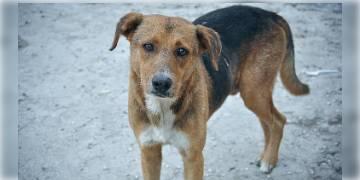 Read more about - উদ্বেগ বাড়াচ্ছে পায়ের ক্ষত, কমছে দেহের তাপমাত্রা, খড়গপুরের কুকুরের চিকিৎসা হবে কলকাতায়