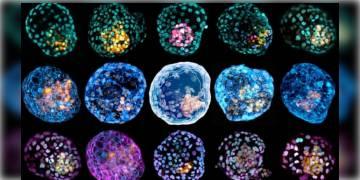 Read more about - এই প্রথম গবেষণাগারে বানানো হল মানবভ্রূণ