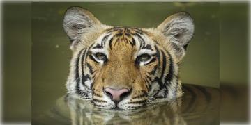 Read more about - Purulia Tiger | পুরুলিয়ায় এখনো অধরা বাঘমামা, কাজে আসলো না ট্র্যাপ ক্যামেরা! আতঙ্কে গ্রামবাসী