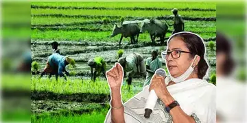 Read more about - Paddy Production WB | ধান উৎপাদনে নজির বাংলার! কৃষকদের কুর্নিশ মুখ্যমন্ত্রীর