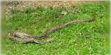 Read more about - তামিলনাড়ুতে রাস্তার ধারে পড়ে থাকা অজগর সাপের দেহের শেষকৃত্য সম্পন্ন করলেন কয়েকজন গ্রামবাসী।