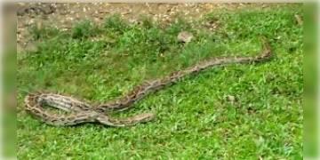 Read more about - তামিলনাড়ুতে রাস্তার ধারে পড়ে থাকা অজগর সাপের দেহের শেষকৃত্য সম্পন্ন করলেন কয়েকজন গ্রামবাসী।