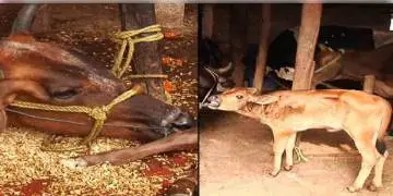 Read more about - গরু নিয়ে সচেতনতা তৈরি করতে গো বিজ্ঞান সংক্রান্ত পরীক্ষার আয়োজন করল রাষ্ট্রীয় কামধেনু আয়োগ