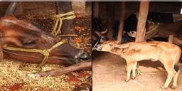 Read more about - গরু নিয়ে সচেতনতা তৈরি করতে গো বিজ্ঞান সংক্রান্ত পরীক্ষার আয়োজন করল রাষ্ট্রীয় কামধেনু আয়োগ