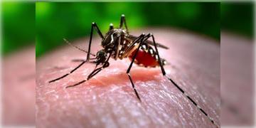 Read more about - Burdwan University | ম্যাজিক কাজ করবে পেঁপের বীজের রস! ডেঙ্গুবাহক মশার লার্ভা বিনাশের সহজ টোটকা আবিষ্কার করল বর্ধমান বিশ্ববিদ্যালয়!