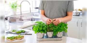 Read more about - Kitchen Garden | বাড়িতে সহজেই বাড়বে রোজকার ব্যবহৃত এই ভেষজগুলি! দেখুন কীভাবে বানাবেন কিচেন গার্ডেন এবং এতে রাখবেন কোন কোন গাছ?