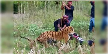 Read more about - Royal Bengal Attack | বাঘের মুখে বনকর্মী! আঘাত করা সত্ত্বেও কামড়ে ধরে রাখলো রয়্যাল বেঙ্গল টাইগার! ভয়ঙ্কর কান্ড মৈপীঠে!