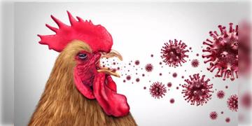 Read more about - Bird Flu | ন’দিনের ব্যবধানে রাজ্যের ভিন্ন ভিন্ন এলাকায় বার্ড ফ্লু পজেটিভ ৬ শিশু