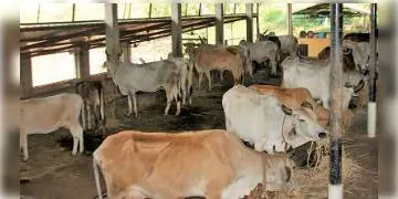 Read more about - কর্ণাটক হাই কোর্টের নির্দেশ, গোহত্যা বিরোধী আইন সংবিধানগত ভাবে বৈধ           