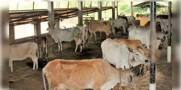 Read more about - কর্ণাটক হাই কোর্টের নির্দেশ, গোহত্যা বিরোধী আইন সংবিধানগত ভাবে বৈধ           