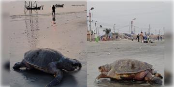 Read more about - Gangasagar । গঙ্গাসাগরের পড়ে আছে বিরল অলিভ রিডল কচ্ছপের মৃতদেহ, হতবাক তীর্থযাত্রীরা