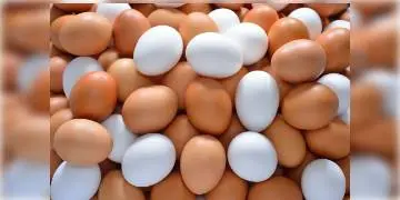 Read more about - মুরগি নাকি হাঁস, কার ডিম শরীরের জন্য বেশি স্বাস্থ্যকর- চলুন জেনে নেওয়া যাক 