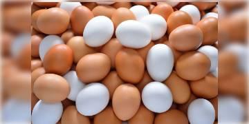 Read more about - মুরগি নাকি হাঁস, কার ডিম শরীরের জন্য বেশি স্বাস্থ্যকর- চলুন জেনে নেওয়া যাক 