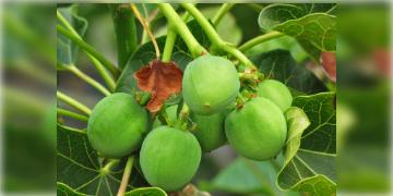 Read more about - Biodiesel Plant | ভবিষ্যতে জ্বালানির জন্য ভরসা ' বায়োডিজেল উদ্ভিদ'! ফলের বীজ থেকেই তৈরি করা সম্ভব বায়োডিজেল!