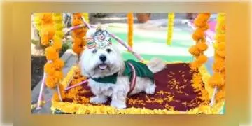 Read more about - অন্তঃসত্ত্বা পোষ্য, সারমেয়র সাধভক্ষণের আয়োজন করে তাক লাগালেন গৃহকর্তা।  