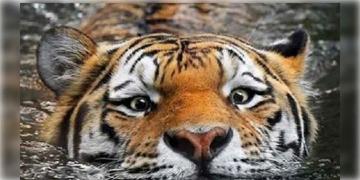 Read more about - Tiger । ঝাড়গ্রামে ফের বাঘমামার ভয়, বেলপাহাড়িতে হেঁটে বেড়াচ্ছেন দক্ষিণরায়, আতঙ্কে স্থানীয়রা