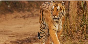 Read more about - Indian Tiger Reserve | ছুটিতে ঘুরে আসুন ভারতের সেরা ১০টি টাইগার রিজার্ভে