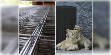 Read more about - আলিপুর চিড়িয়াখানার নিরাপত্তা বাড়ানোর পদক্ষেপ গ্রহণ করল বনদফতর, আরও উঁচু হচ্ছে চিড়িয়াখানার জাল