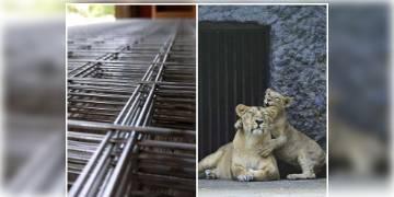 Read more about - আলিপুর চিড়িয়াখানার নিরাপত্তা বাড়ানোর পদক্ষেপ গ্রহণ করল বনদফতর, আরও উঁচু হচ্ছে চিড়িয়াখানার জাল