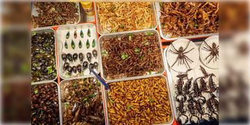 Read more about - Singapore's Food Agency । খাবারের দুনিয়ায় বিপ্লব! পঙ্গপাল, ফড়িং-সহ ১৬ রকমের পোকামাকড়কে এবার 'খাদ্য' হিসেবে অনুমোদন