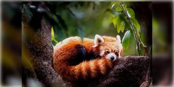 Read more about - Padmaja Naidu Zoo | পৃথিবীর সেরা Conservation Project হিসেবে মনোনীত দার্জিলিংয়ের পদ্মজা নাইডু চিড়িয়াখানা