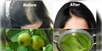 Read more about - পেয়ারা পাতার জাদুতেই মিটবে চুল পড়ার সমস্যা, কীভাবে জানেন?