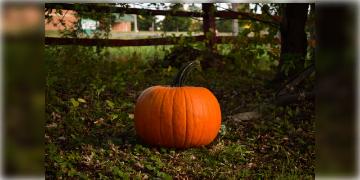 Read more about - মিষ্টি কুমড়ার উপকারিতা | রোগ প্রতিরোধে কুমড়ো | Benefits of Pumpkin in Bengali