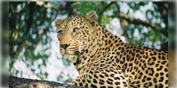 Read more about - কেরলে নৃশংস কাণ্ড! চিতাবাঘ মেরে তার মাংস খাওয়ার অভিযোগ উঠল ৫ ব্যক্তির বিরুদ্ধে