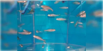 Read more about - Chinese Zebrafish in Space । মহাকাশে মাছচাষ ! অসাধ্যসাধন করলো চীনা বিজ্ঞানীরা