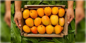Read more about - Malda Mangoes | ইতালি-দুবাইয়ে পাড়ি মালদার হিমসাগর-আম্রপালির, বিদেশি রসনা তৃপ্ত করতে চাহিদা বাড়ছে বঙ্গের আমের